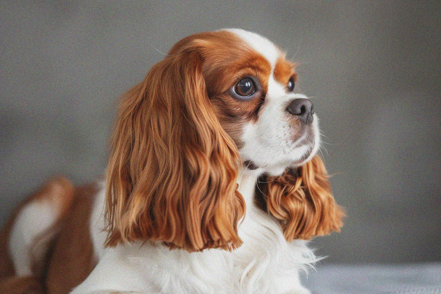 Deurmat Cavalier King Charles - 600